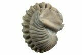 Wide Enrolled Flexicalymene Trilobite - Mt Orab, Ohio #329755-1